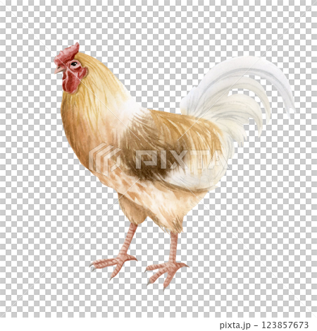 Beige brown rooster with white feathers watercolor isolated illustration. Realistic cock for poultry yard and farming designs. Chicken breed, domestic farm bird clipart for country side aesthetics 123857673