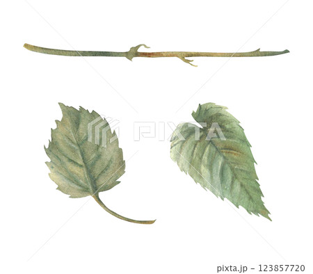Green hops leaves or Humulus lupulus plant stem. Brewing harvest, crop. Hand drawn watercolor illustration for beer label design. Botanical leaf form of rose flowers. clipart isolated from background Green hops leaves or Humulus lupulus plant stem. Brewing harvest, crop. Hand drawn watercolor illustration for beer label design. Botanical leaf form of rose flowers. clipart isolated from background 123857720