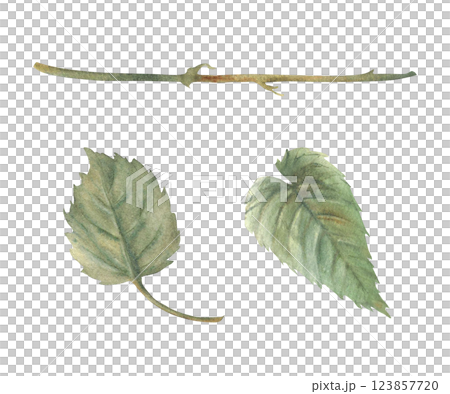 Green hops leaves or Humulus lupulus plant stem. Brewing harvest, crop. Hand drawn watercolor illustration for beer label design. Botanical leaf form of rose flowers. clipart isolated from background Green hops leaves or Humulus lupulus plant stem. Brewing harvest, crop. Hand drawn watercolor illustration for beer label design. Botanical leaf form of rose flowers. clipart isolated from background 123857720