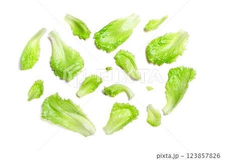Lettuce leaves isolated on white background Lettuce leaves isolated on white background 123857826
