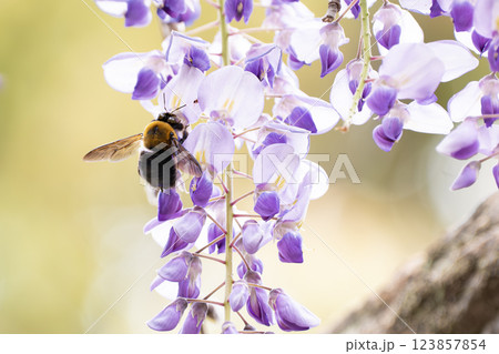 藤の花にとまるクマバチ 123857854