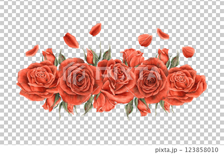Composition of red bright roses with petals. Watercolor illustration hand-drawn in a realistic style, suitable for the design of banners, invitations, packaging, weddings, Valentine's Day, anniversary 123858010