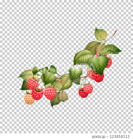 Raspberry branch with berries, hand-drawn botanical illustration. Raspberry branch with berries, hand-drawn botanical illustration. 123858112