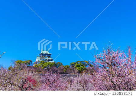 大阪城と梅林 大阪城と梅林 123858173