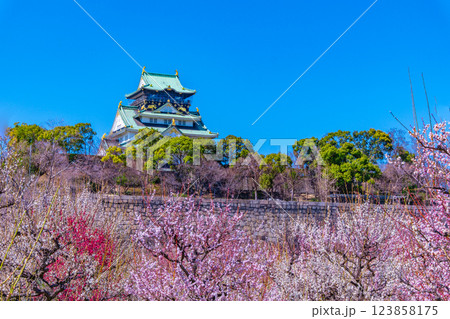 大阪城と梅林 大阪城と梅林 123858175
