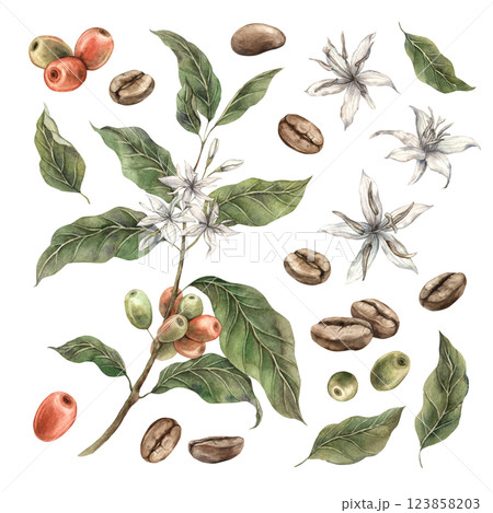 Set of coffee plants with green leaves and red coffee fruits. Ripe berries with white flowers and roasted coffee. Watercolor set of illustrations for shop, cafe, banners, postcards, packaging design Set of coffee plants with green leaves and red coffee fruits. Ripe berries with white flowers and roasted coffee. Watercolor set of illustrations for shop, cafe, banners, postcards, packaging design 123858203