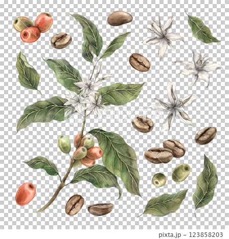 Set of coffee plants with green leaves and red coffee fruits. Ripe berries with white flowers and roasted coffee. Watercolor set of illustrations for shop, cafe, banners, postcards, packaging design Set of coffee plants with green leaves and red coffee fruits. Ripe berries with white flowers and roasted coffee. Watercolor set of illustrations for shop, cafe, banners, postcards, packaging design 123858203