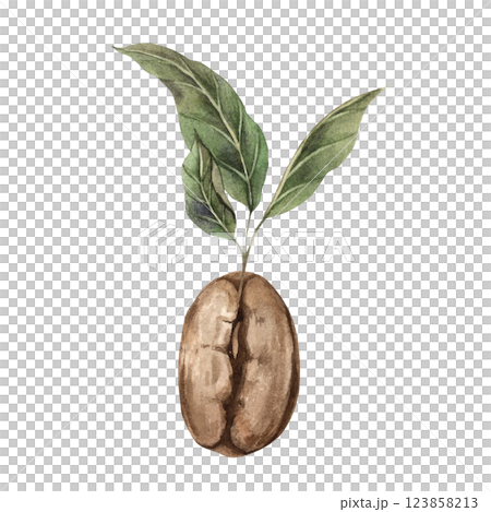 Sprouted roasted coffee beans with green fresh leaves. Watercolor hand-drawn illustration on isolated background. For design of corporate identity of shops and cafes, menus, postcards, stickers Sprouted roasted coffee beans with green fresh leaves. Watercolor hand-drawn illustration on isolated background. For design of corporate identity of shops and cafes, menus, postcards, stickers 123858213