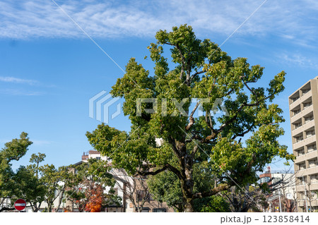 青空に映える新緑の木々 123858414