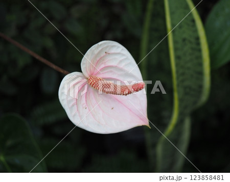 白いアンスリウム 123858481