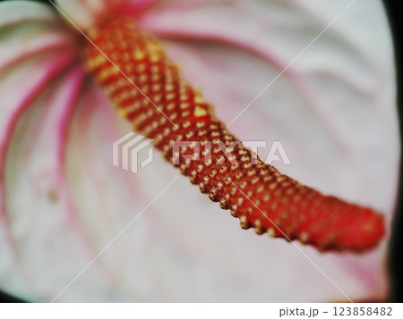 白いアンスリウム　アップ 123858482