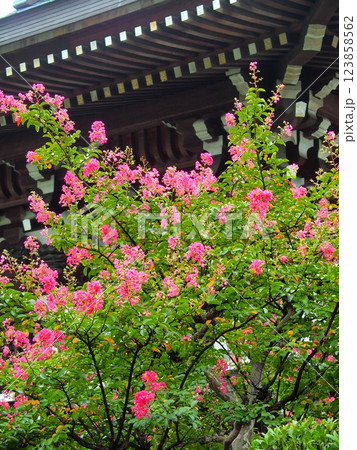 初秋の寺の山門と百日紅 初秋の寺の山門と百日紅 123858562