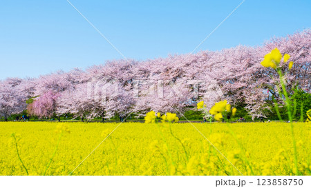 権現堂桜堤 123858750