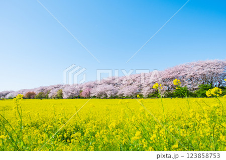 権現堂桜堤 123858753