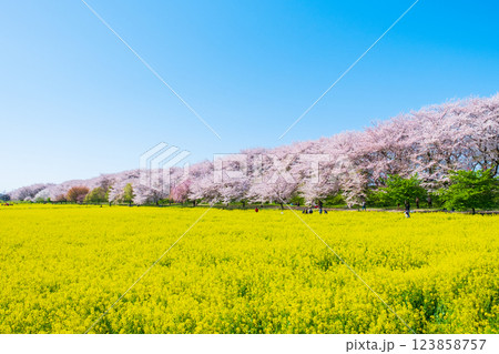 権現堂桜堤 123858757
