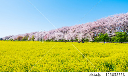 権現堂桜堤 123858758