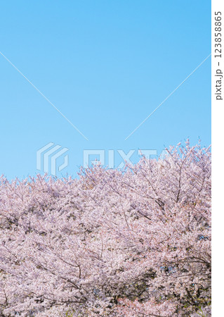 満開の桜と青空 123858865