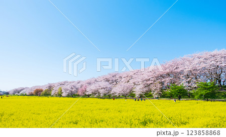 権現堂桜堤 123858868