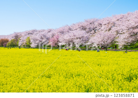 権現堂桜堤 権現堂桜堤 123858871