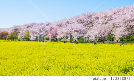 権現堂桜堤 123858872