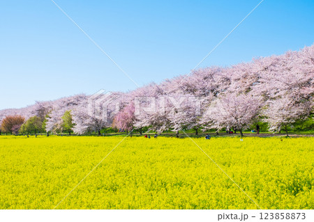 権現堂桜堤 権現堂桜堤 123858873