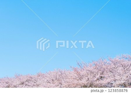 満開の桜と青空 123858876