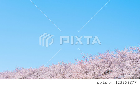 満開の桜と青空 満開の桜と青空 123858877