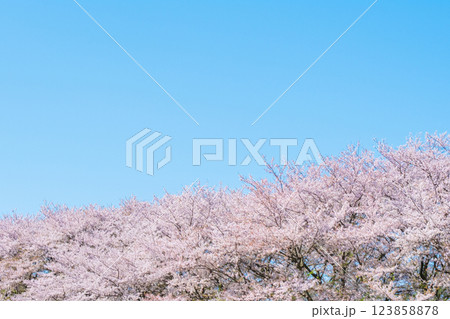 満開の桜と青空 満開の桜と青空 123858878