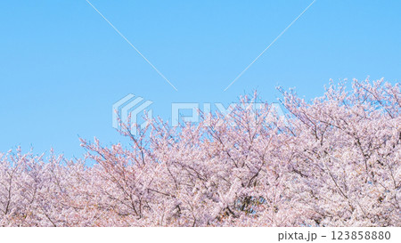 満開の桜と青空 123858880