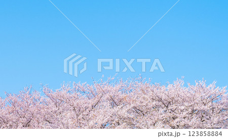満開の桜と青空 123858884