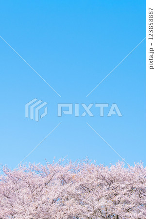 満開の桜と青空 123858887