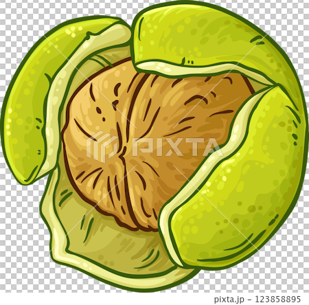 Walnut Colored Detailed Illustration. Organic natural nutritional healthy food ingredient, vegetarian diet product. Walnut Colored Detailed Illustration. Organic natural nutritional healthy food ingredient, vegetarian diet product. 123858895