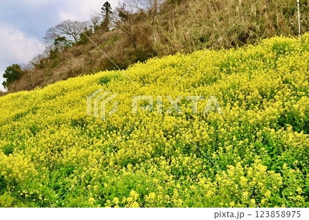 「愛媛オススメスポット」菜の花のじゅうたん 123858975