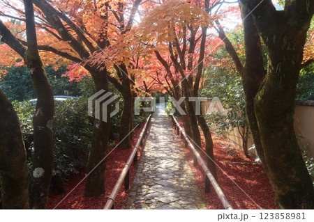 光悦寺のもみじ 123858981