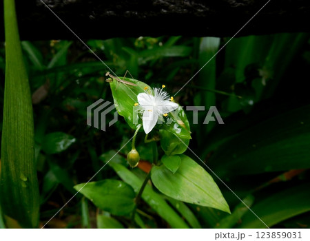 トキワツユクサの花 123859031