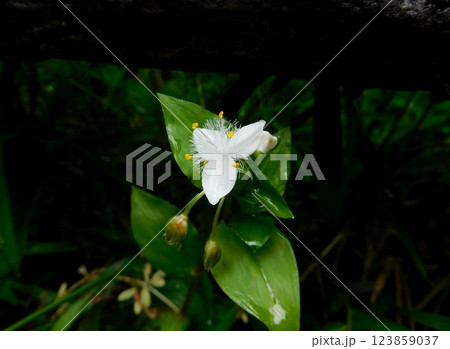 トキワツユクサの花 トキワツユクサの花 123859037