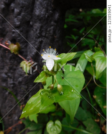 トキワツユクサの花 トキワツユクサの花 123859041