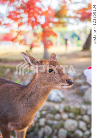 【秋】奈良公園の鹿【紅葉】 123859134