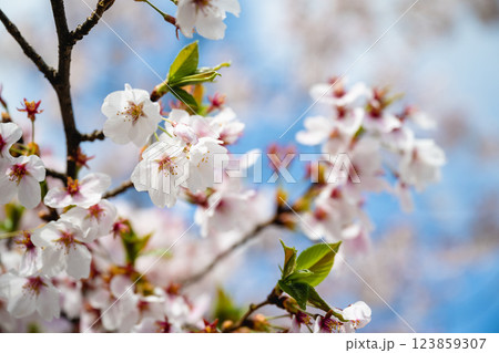 四月 ４月 4月 123859307