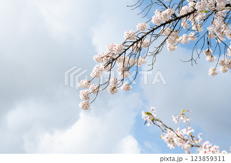 四月 4月 4月 123859311