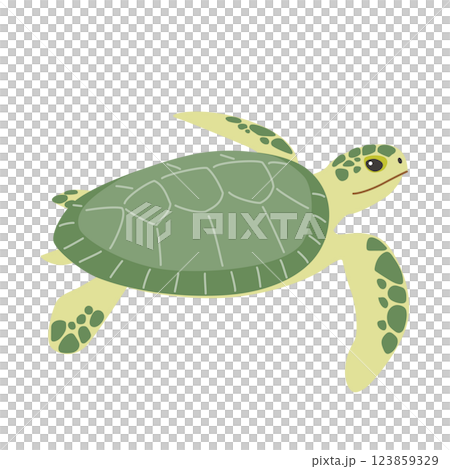 綠海龜 綠海龜 123859329