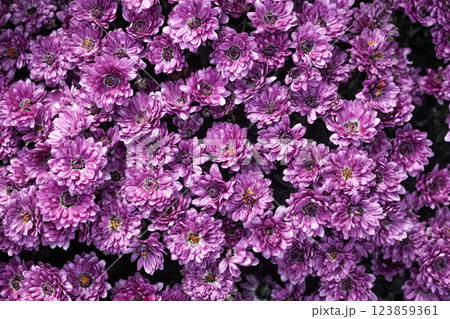 bunch of pink chrysanthemums, Chrysanthemum flower pattern in a flower garden Clusters of pink chrysanthemums. 123859361