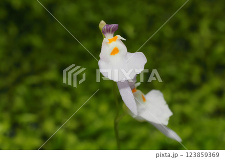 クリオネミミカキグサの花 クリオネミミカキグサの花 123859369