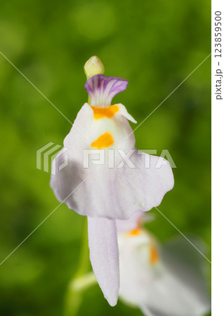 クリオネミミカキグサの花 123859500