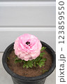 Beautiful pink Asian buttercup flower in a pot. Ranunculus flower in water droplets isolated in black pot against the white background. Close-up, high angle view, vertical photo, copy space. 123859550