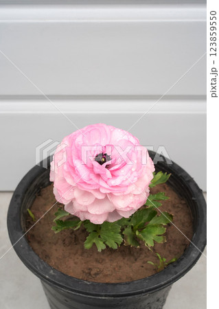 Beautiful pink Asian buttercup flower in a pot. Ranunculus flower in water droplets isolated in black pot against the white background. Close-up, high angle view, vertical photo, copy space. 123859550
