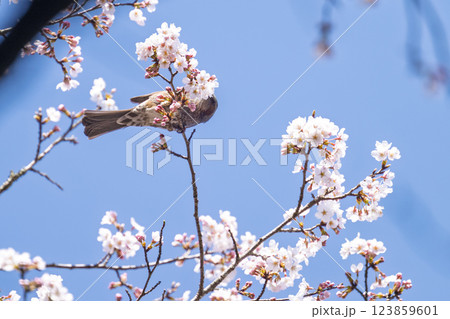 桜咲く春日和と野鳥(ヒヨドリ)　奥球磨県立自然公園・市房ダム周辺の野鳥　(熊本県球磨郡水上村湯山) 123859601