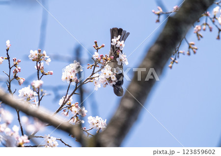 桜咲く春日和と野鳥(ヒヨドリ) 奥球磨県立自然公園・市房ダム周辺の野鳥 (熊本県球磨郡水上村湯山) 桜咲く春日和と野鳥(ヒヨドリ) 奥球磨県立自然公園・市房ダム周辺の野鳥 (熊本県球磨郡水上村湯山) 123859602