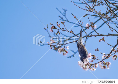 桜咲く春日和と野鳥(ヒヨドリ)　奥球磨県立自然公園・市房ダム周辺の野鳥　(熊本県球磨郡水上村湯山) 123859604