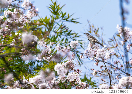桜咲く春日和と野鳥(ヒヨドリ)　奥球磨県立自然公園・市房ダム周辺の野鳥　(熊本県球磨郡水上村湯山) 123859605
